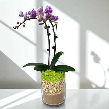 Mini Phalaenopsis Orchid in Cylinder Glass Vase